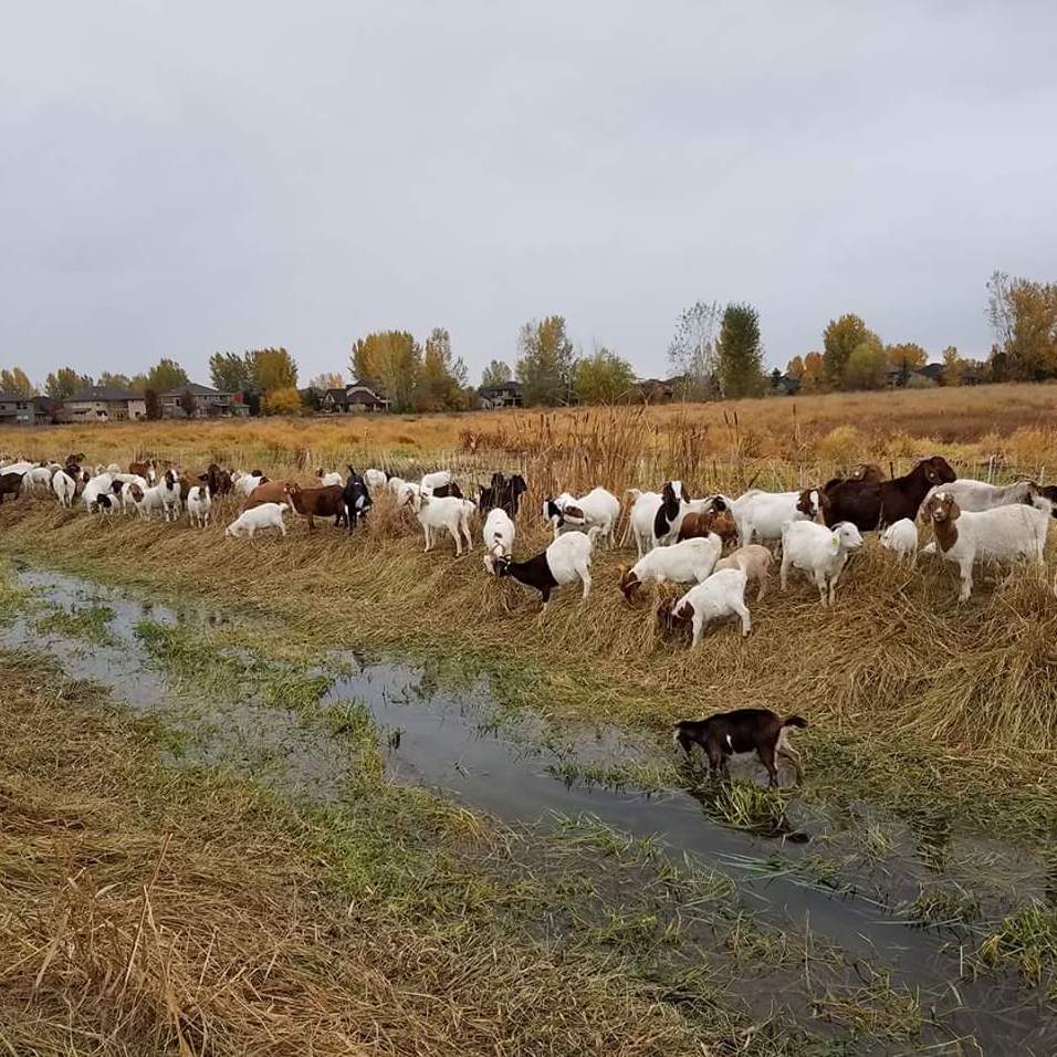 We Rent Goats